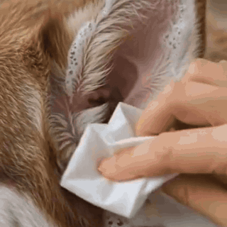 orecchiopuro-detergente-auricolare-per-cani-e-gatt-581-gifsec