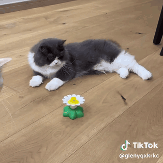 gif — Farfalla Rotante Interattiva per Gatti